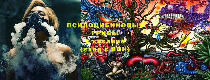 Псилоцибиновые грибы Psilocybine cubensis  Пудож 